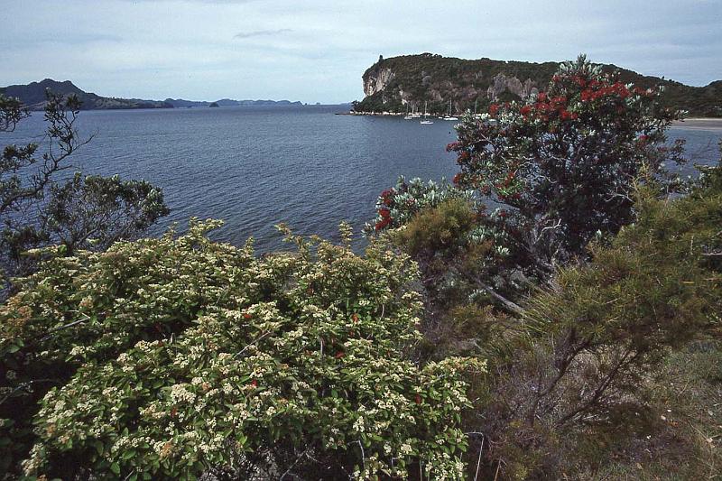 WT 0200 018-15 New Zealand.jpg